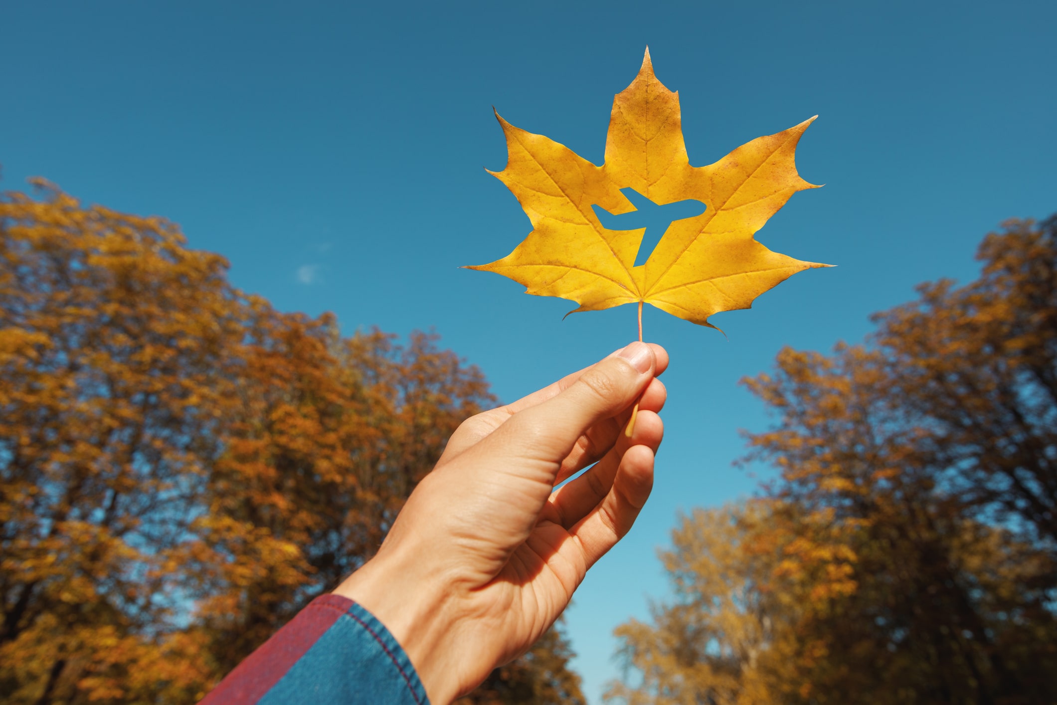 fall maple